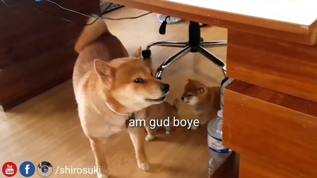 Shiro's greatest AMGERY hits Vol 2.0 смотреть онлайн