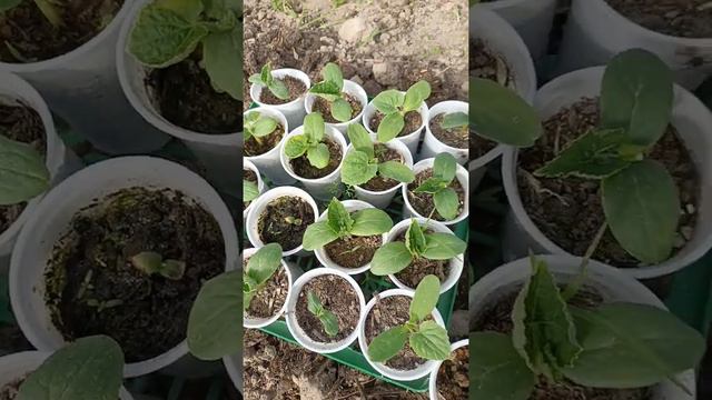 А будет ли урожай в этом году? смотреть онлайн