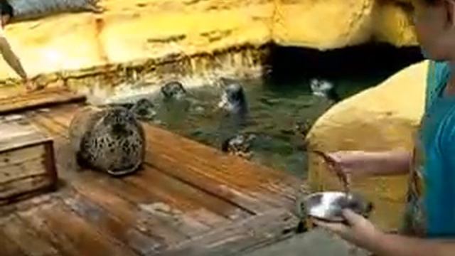 Океанариум Далянь 2012 Шень Я смотреть онлайн