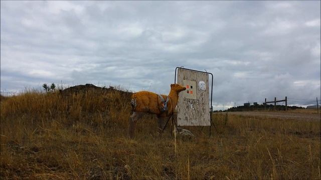 EXPLODING DEER TARGET !!! смотреть онлайн