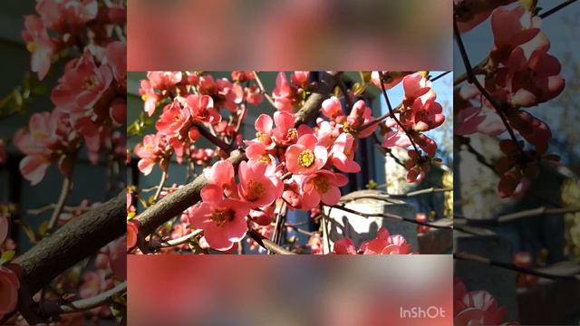 «Весенний рассвет» смотреть онлайн