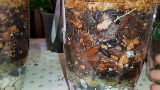 Посадка Орхидей в Закрытую Систему - 1 | Cambria, Zygopetalum, Colmanara