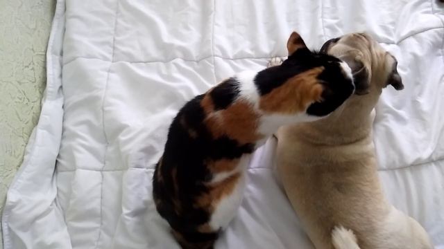 Кошка моет мопса смотреть онлайн