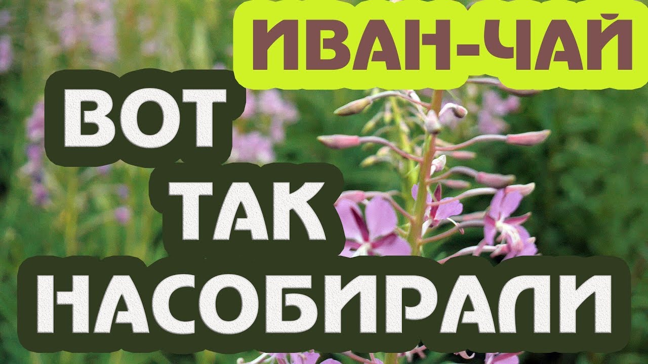 ДЕТИ СОБИРАЮТ ИВАН ЧАЙ. ЗАГОТОВКА, ФЕРМЕТАЦИЯ..mp4 смотреть онлайн