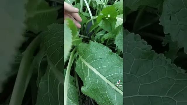 Один из лучших рецептов, чтобы закрыть огурцы на зиму. TIKTOK смотреть онлайн