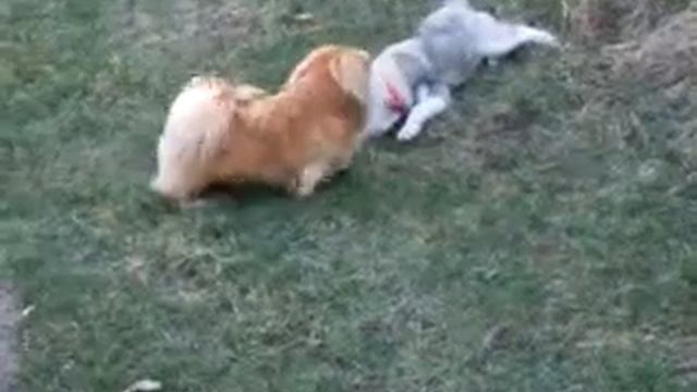 Husky Vs Pekines