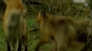 ШАКАЛ против ЛИСЫ ! КТО СИЛЬНЕЕ ?