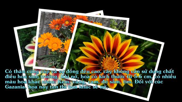 Hoa cúc Gazania (cúc châu Mỹ) смотреть онлайн