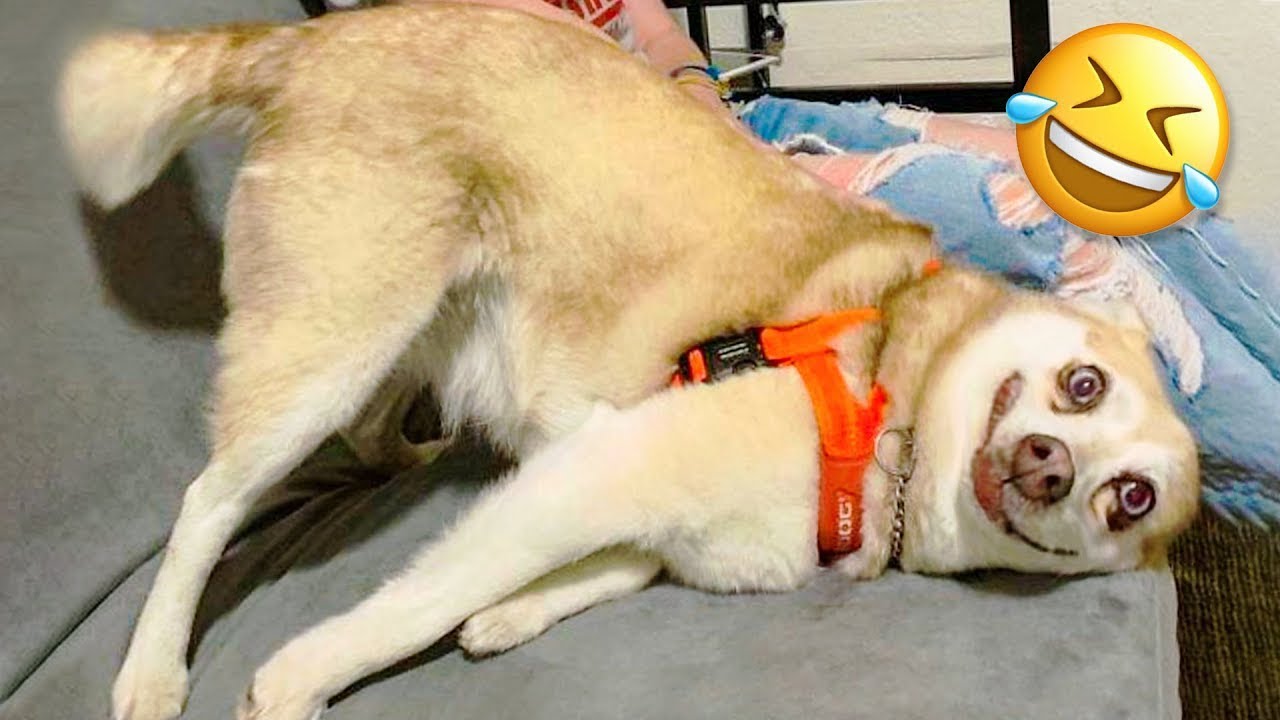 Приколы с животными до слез  |Смешные животные 2021