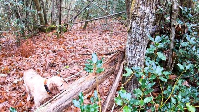 Setters Anglais & bécasses 2021-2022 смотреть онлайн