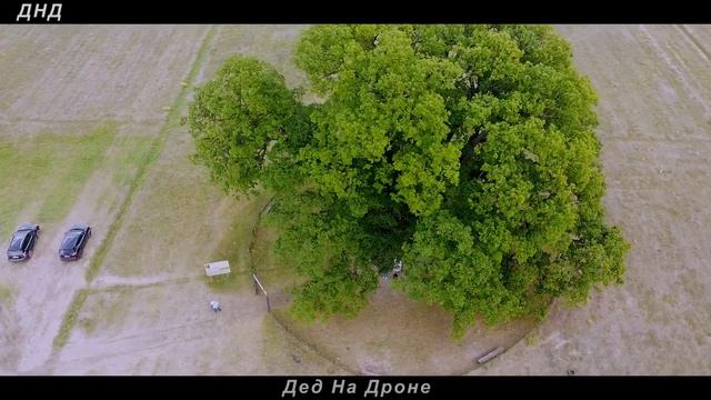 Mavic Mini video. Суворовский дуб. Крым. Видео с дрона. Mavic Mini cinematic footage. смотреть онлайн