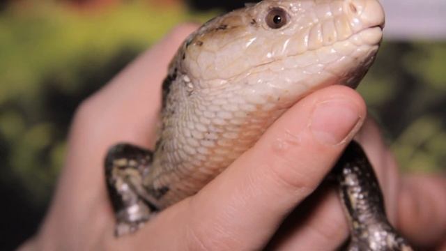 Все О Домашних Животных: Синеязыкий Дракон смотреть онлайн