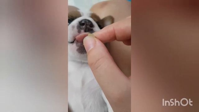 ДЖЕК РАССЕЛ щенкам 3 недели ,первый прикорм смотреть онлайн