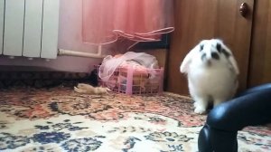 ПЛЮСЫ И МИНУСЫ СОДЕРЖАНИЕ КРОЛИКА ДОМА)