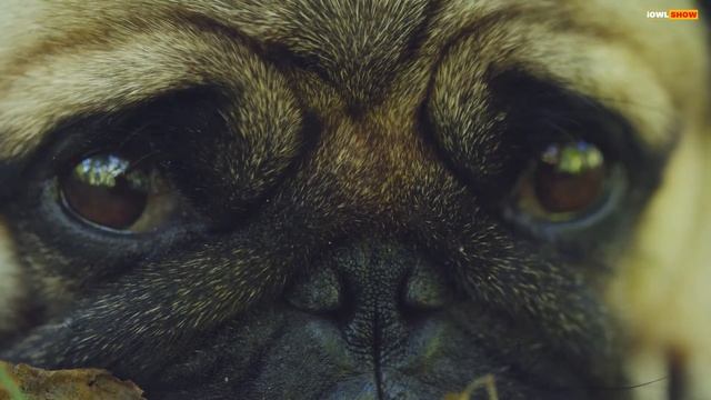 Как создать уют в доме