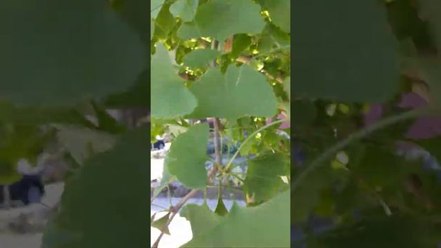 Дерево Гинко Билова смотреть онлайн