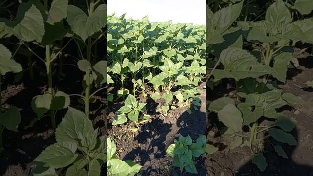 НСХ 27. 06.2021р смотреть онлайн