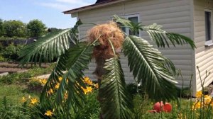 Как и из чего сделать   ПАЛЬМУ  своими руками в саду... Мой вариант.