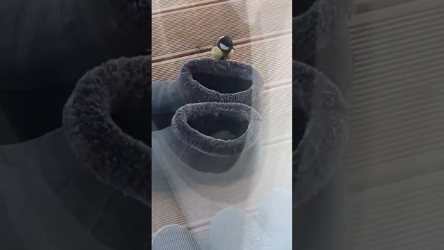 #добыча#утеплителя#для #строения#пернатых#минвата#утеплитель#