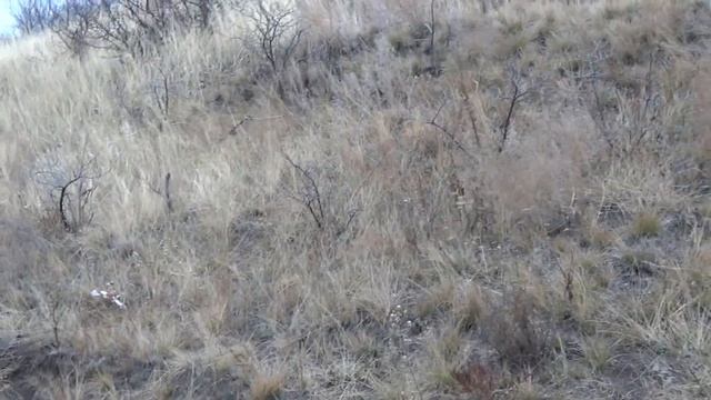 Подари Дерево - 1000 дубов смотреть онлайн
