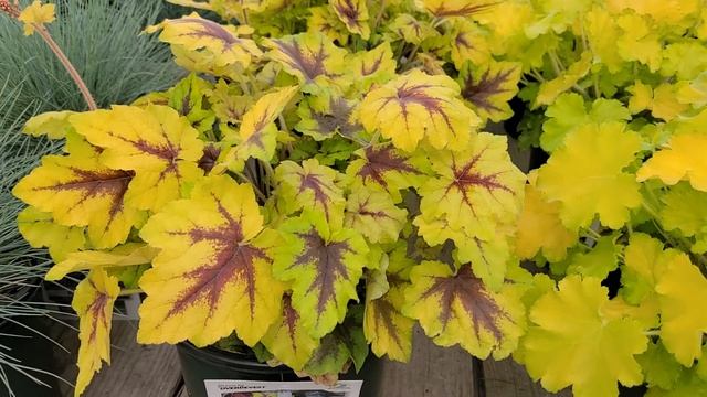 Heucherella 'Catching Fire' (Foamy Bells) // Tremendous, Brightly Colored Perennial. смотреть онлайн