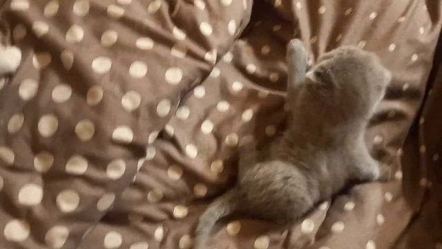 Шотландские котята. 30 дней после рождения. 1 часть. смотреть онлайн