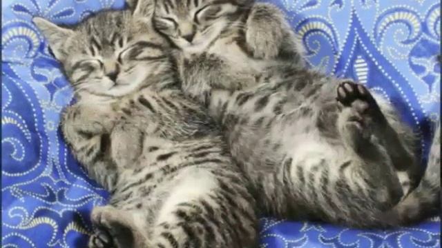 Спящие котята смотреть онлайн