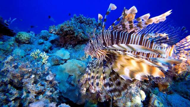 Pterois miles, the devil firefish or common lionfish смотреть онлайн