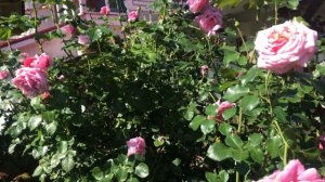 Rose//Моя любимая плетистая роза Алоха