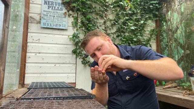 How To Grow Your Own Plants From SEED - Verbena Bonariensis смотреть онлайн