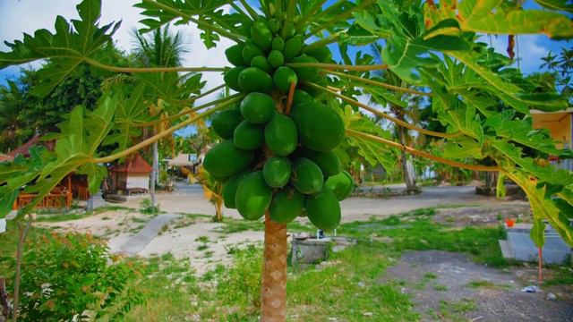 10 Fruits to Unclog Your Colon: A Guide to Digestive Health ColonHealth #digestivewellness смотреть онлайн