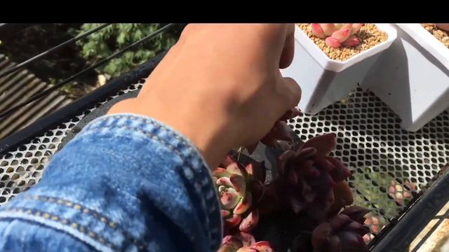 今日开箱，有喜欢的糖卡！