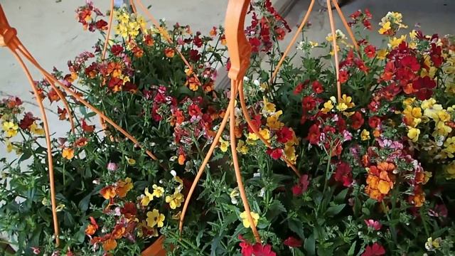 Diascia in hanging pots смотреть онлайн