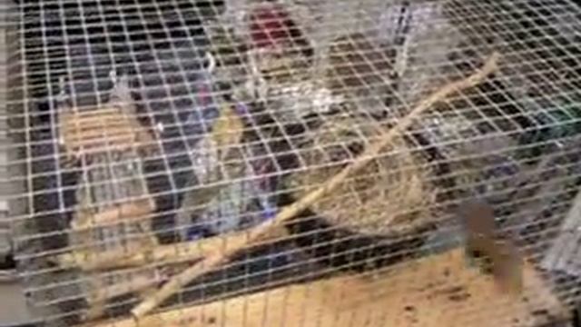 ardillas eskizofrénicas смотреть онлайн