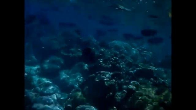 ЖЕСТЬ как я плавала с акулой на мальдивах!.wmv смотреть онлайн