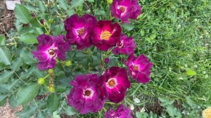 Квітує троянда Route 66 перший сезон