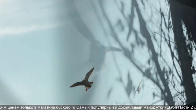 Лучшие манки на утку топ 10. смотреть онлайн
