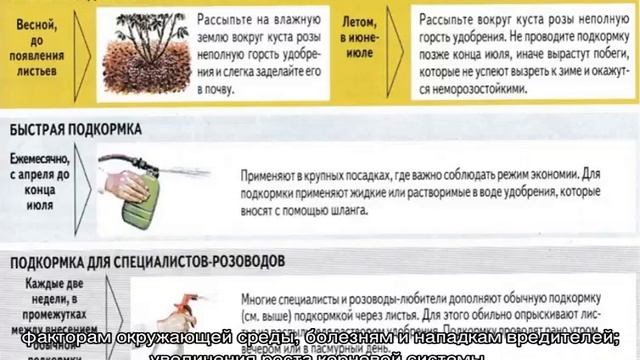 Чем подкормить лилейники перед цветением и после, смотреть онлайн