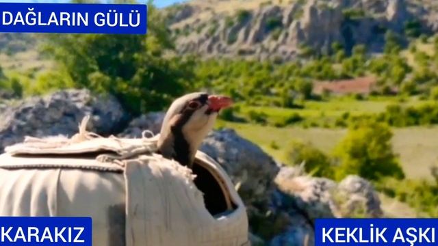 Dişi Keklik Sesi Meri ?/ أنثى الحجل Petek_140_ female partridge самка куропатки perdiz 女part Rebhuh смотреть онлайн