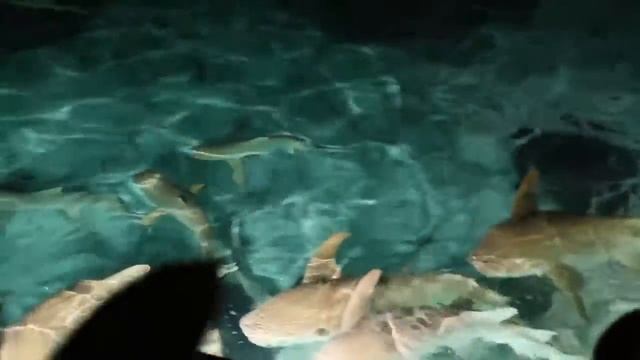 Кормление акул на Мальдивах! смотреть онлайн