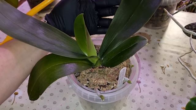 ПОЛИВ ОРХИДЕЙ ЗАМАЧИВАНИЕМ (растущие на подвесе) смотреть онлайн