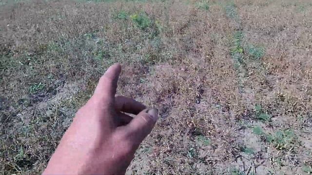 Настройка комбайна Нива СК 5 на уборку гороха - не получается косить озимый горох ''НС МОРОЗ'' смотреть онлайн