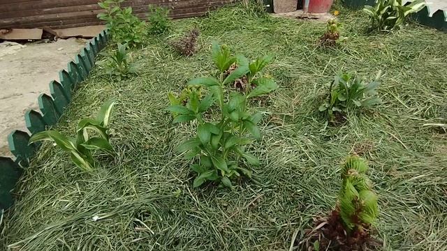 Посадите у себя на участке это неприхотливое великолепие. смотреть онлайн