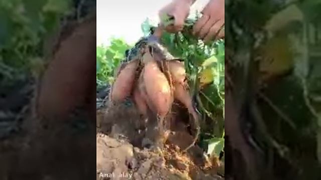 Xitoy dexqonlari смотреть онлайн