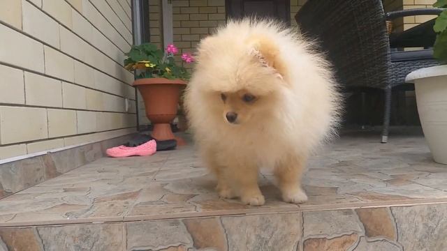 Как меняется померанский шпиц от 2,5 до 10 месяцев