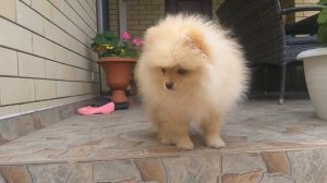 Как меняется померанский шпиц от 2,5 до 10 месяцев