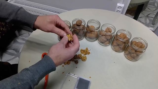 Краткий обзор сортов грецкого ореха Песчанский Чандлер и другие. смотреть онлайн