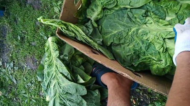 Курчавый лист смотреть онлайн