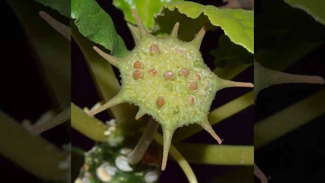 Dorstenia Foetida Time Lapse