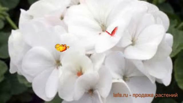 Пеларгония зональный Вайт ? зональный пеларгония Вайт обзор: как сажать, семена пеларгонии Вайт смотреть онлайн